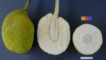 breadfruit inside